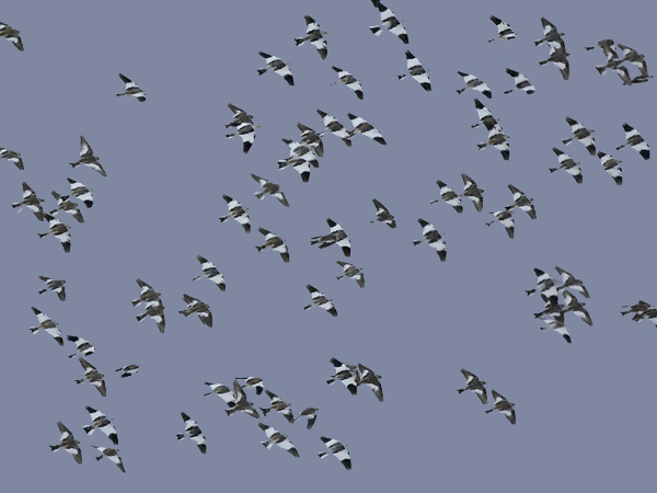 Pulmunen, Snow Bunting, Plectrophenax nivalis